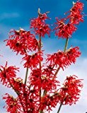Zaubernuss Diana®, rot blühend, 1 Pflanze