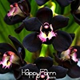Zeit-Limit !! 100 PCS / Bag Einzigartige schwarze Cymbidium faberi Blumensamen Garten Blütenpflanzen Orchideen-Samen, # OT8Y2I