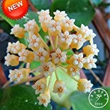 Zeit-Limit !! Hoya Samen, Topfblumen Bonsaipflanzen Hoya Samen, Orchid Seed DIY Hausgarten 100 Partikel / lot, # 1TIRLS