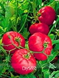 Zeit-Limit !! Rare Marke Boy Hybrid Rose Pink Big Tomato Samen, 100 PC / Los, Tasty Reiche Brandywine Flavor Tomate, ...