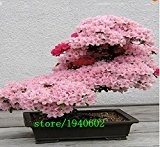 Ziemlich Bonsai Kleine Pflanze, Mini Topf Rosa Kirschbaum Seeds 10 Stück