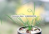 Zier Miscanthus sinensis Samen 1000pcs, Familie Poaceae Chinaschilf Samen, Blütenstauden Eulalia Grassamen