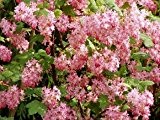 Zierjohannisbeere 'Pulborough Scarlet' - Ribes sanguineum 'Pulborough Scarlet' - Blütengehölz