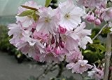 Zierkirsche - Frühlingskirsche - Prunus - Accolade - sehr blühwillig - gefüllte Blüten - schöne Herbstfärbung - 60-80 cm