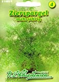 Zierspargel Asparagus densiflorus mehrjährig