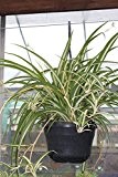 Zimmerpflanze für Wohnraum oder Büro - Chlorophytum - Hängende Grünlilie - Große buschige Pflanze