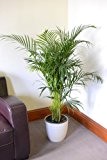 Zimmerpflanze - für Wohnraum oder Büro - Chrysalidocarpus lutescens - Arecapalme - Höhe ca. 1,40 m inkl. Topf