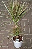 Zimmerpflanze für Wohnraum oder Büro - Dracaena marginata - "Bicolor" Drachenbaum. Höhe ca. 1,10 m