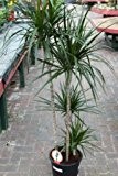 Zimmerpflanze für Wohnraum oder Büro - Dracaena marginata - Drachenbaum. Höhe ca. 1,80 m
