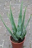 Zimmerpflanze für Wohnraum oder Büro - Echte Aloe (Aloe vera) - Groß