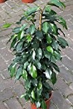 Zimmerpflanze für Wohnraum oder Büro - Ficus Benjamina - Grüne hängende Birkenfeige, 80 cm hoch - JETZT REDUZIERT