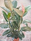 Zimmerpflanze für Wohnraum oder Büro - Ficus elastica - Gummibaum. Höhe 90 cm