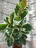 Zimmerpflanze für Wohnraum oder Büro - Ficus elastica Variegata - buntblättriger Gummibaum