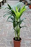Zimmerpflanze für Wohnraum oder Büro - Howea Forsteriana - Kentia-Palme - Paradies-Palme. Höhe ca. 95 cm