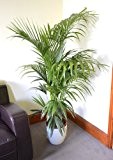 Zimmerpflanze für Wohnraum oder Büro - Howea Forsteriana - Kentia-Palme - Paradies-Palme. Höhe 1,50 m