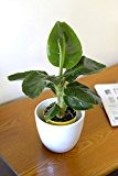 Zimmerpflanze für Wohnraum oder Büro - Musa dwarf Tropicana - Bananenbaum. Höhe 30 cm