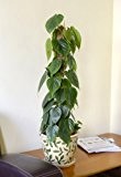 Zimmerpflanze für Wohnraum oder Büro - Philodendron scandens - Kletterphilodendron