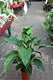Zimmerpflanze für Wohnraum oder Büro - Spathyphyllum - 45 cm - Einblatt - FRIEDENSLILIE