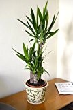 Zimmerpflanze für Wohnraum oder Büro - Yucca elephantipes - Riesen-Palmlilie, 1 m