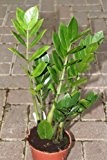 Zimmerpflanze - für Wohnraum oder Büro - Zamioculcas Zamiifolia, 30 cm hoch - auch als "Glücksfeder" bezeichnet -
