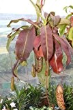 Zimmerpflanze - Nepenthes Carniverous - Hängende Pflanze - wird auch als "Kannenpflanze" bezeichnet und gehört zu den fleischfressenden Pflanzen