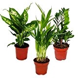 Zimmerpflanzen-Mix I 3er Set, 1x Dieffenbachia, 1x Areca-Palme (Chrysalidorpus) 1x Zamio-Palme (Zamioculcas), 10-12cm Topf, Grünpflanzen Set