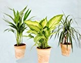 Zimmerpflanzen-Mix II 3er Set, 1x Diefenbachia, 1x Chamaedorea 1x Dracena marginata, 10-12cm Topf im dekorativen Tontopf - terracottafarben