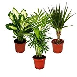 Zimmerpflanzen-Mix II 3er Set, 1x Dieffenbachia, 1x Chamaedorea (Bergpalme) 1x Dracena marginata (Drachenbaum), 10-12cm Topf, Grünpflanzen Set
