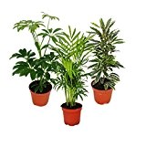 Zimmerpflanzen Set mit 3 Pflanzen - Typ 1 - 9cm