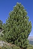 Zirbelkiefer Pinus cembra 15 Samen