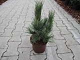 Zirbelkiefer - Pinus cembra - Westerstede - anspruchslos - sehr winterhart - 25-30 cm