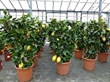 Zitrone am Spalier 80-90 cm, Citrus limon
