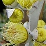 Zitronen-Eukalyptus 10 Samen, Eucalyptus citriodora, Lemon Gum