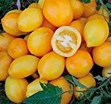 Zitronen Tomate -Plum Lemon- 10 Samen -Sehr Robust- *AUS RUSSLAND*