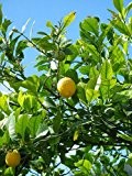 Zitronenbaum citrus limon Limone Zitrone Zitrus Pflanze 10cm essbare Früchte