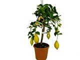 Zitronenbaum - Citrus Limon