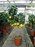Zitronenbaum Zitrone Citrus limon 75 - 95 cm Zitruspflanze