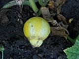 Zitronengurke (Lemon-Gurke) (Blickfang im Garten) 10 Samen