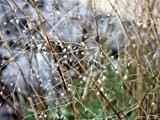 Zittergras - Briza media - winterhartes, kleinbleibendes Ziergras