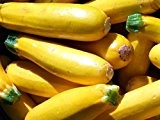 Zucchini - Gelb - Golden - 8 Samen