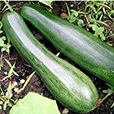 Zucchini - Zuboda - 10 Samen