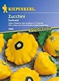 Zucchinisamen - Zucchini Sunburst von Kiepenkerl