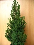 Zuckerhutfichte Picea glauca Conica 40 cm hoch im 2 Liter Pflanzcontainer