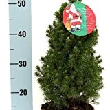 Zuckerhutfichte Picea Größe 30-40 cm 3LTopf mit Weihnachtsetikett