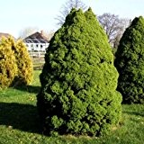 Zuckerhutfichte Picea Größe wählbar [30-40 cm]