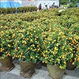 Zwerg essbare Früchte Bonsai Samen, Mandarin Zitrus Orange Samen, Balkon Terrasse Topfobstbäume Kumquat Samen 10pcs / bag