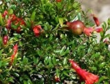 Zwerg-Granatapfel - Punica granatum 'Nana' - Samen