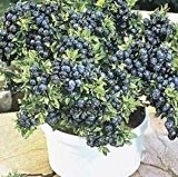 Zwerg Heidelbeere 15 Samen - süß, große Früchte auf kleine Pflanze (Blueberry Dwarf)