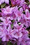 Zwerg-Rhododendron `Purple Pillow´ Größe 4,6-L-Topf, 30-40 cm Pflanzenhöhe