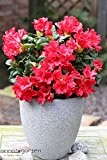 Zwerg-Rhododendron `Scarlet Wonder´ Größe 4,6-L-Topf, 25-30 cm Pflanzenhöhe